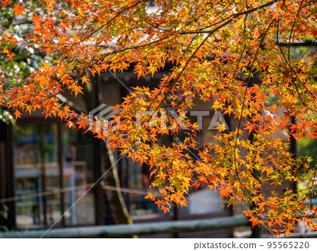 Sunny autumn landsacpe at Mount Hiei 95565220