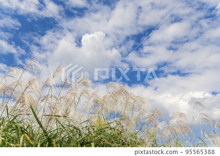 [Autumn image] Pampas grass and blue sky 95565388