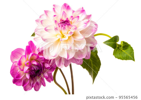 Beautiful colorful arrangement dahlia flowers isolated on a white background 95565456