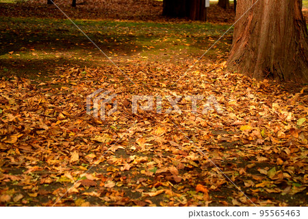 落葉在森林裡 95565463