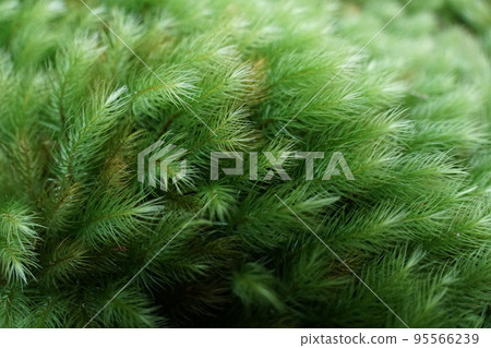 Brilliant moss 95566239