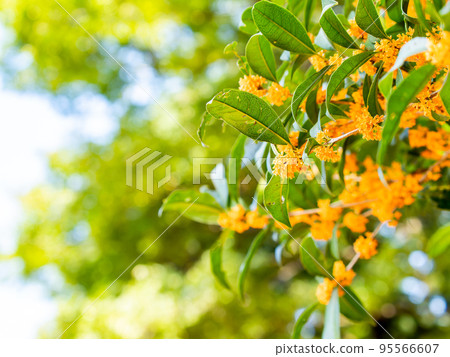 秋景藍天橙桂花 秋景藍天橙桂花 95566607