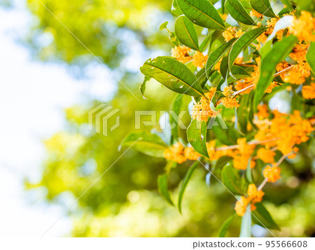 秋景藍天橙桂花 秋景藍天橙桂花 95566608