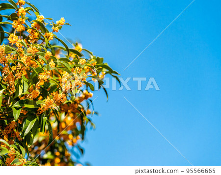 秋景藍天橙桂花 秋景藍天橙桂花 95566665