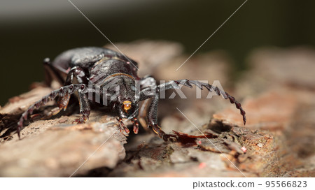 Prionus coriarius beetle 95566823