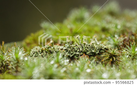 Cladonia Cup Lichen in moss Cladonia Cup Lichen in moss 95566825
