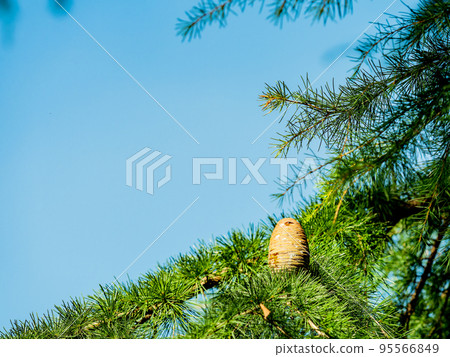 Autumn scenery with huge Himalayan cedar pine cones 95566849