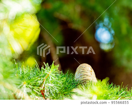 Autumn scenery with huge Himalayan cedar pine cones 95566855