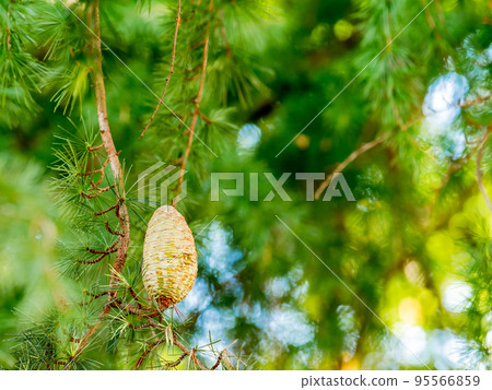Autumn scenery with huge Himalayan cedar pine cones 95566859