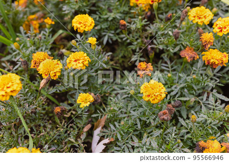 Orange tagetes or Marigold flowers. Floral background. Selective focus 95566946