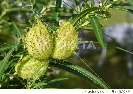 夾竹桃科（夾竹桃科） 95567089