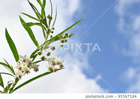 Flower of apocynaceae 95567184