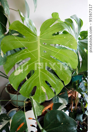 monstera thai constellation or Monstera, Hurricane plant or Swiss cheese 95567317