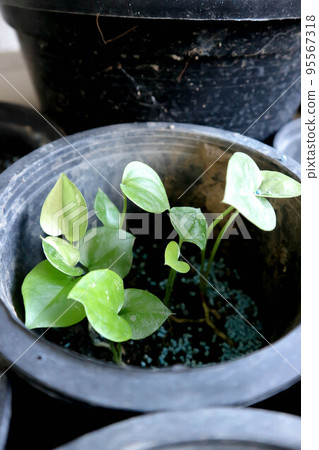 Anthurium Renaissance or Anthurium Renaissance plant ,small plant or small Anthurium Renaissance 95567318