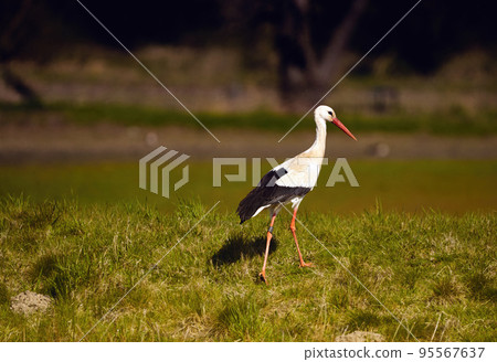 Stork, ciconia ciconia, walks over green grassy hill in search of food Stork, ciconia ciconia, walks over green grassy hill in search of food 95567637