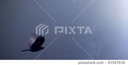 Surrealistic composition of a flying raven, Corvus corax, against a starry sky Surrealistic composition of a flying raven, Corvus corax, against a starry sky 95567638