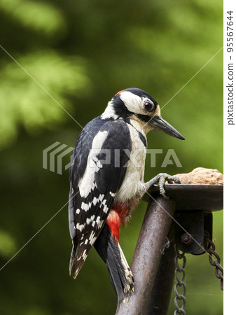 Great spotted woodpecker, Dendrocopos major, trying to open a walnut with his pointed beak, close up 95567644