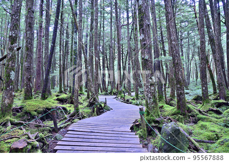 北八岳苔蘚森林風景~木棧道~ 北八岳苔蘚森林風景~木棧道~ 95567888