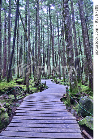 北八岳苔蘚森林風景~木棧道~ 北八岳苔蘚森林風景~木棧道~ 95567889