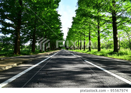 A road running through the fresh green metasequoia trees 95567974