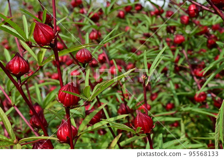 Roselle flowers before flowering 95568133