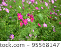 Cosmos (from diagonally above) 95568147