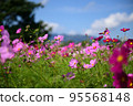 Cosmos (low eyes, blue sky) 95568148