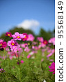 Cosmos (low line of sight, vertical composition, blue sky) 95568149