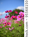 Cosmos (low line of sight, vertical composition, blue sky) 95568150