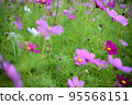 Cosmos (from diagonally above) 95568151