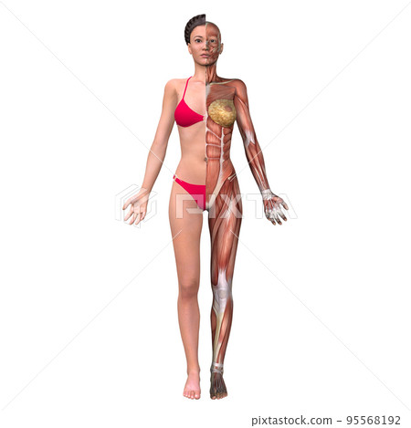 Human body half comparison diagram, muscle (female) Human body half comparison diagram, muscle (female) 95568192