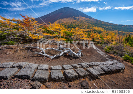 後院的秋葉富士山 95568306