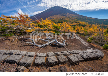 後院的秋葉富士山 95568309