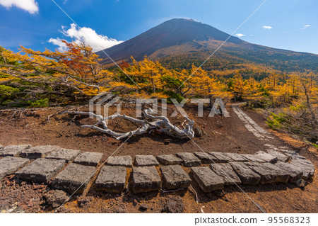 Autumn leaves in the backyard Mt. Fuji Autumn leaves in the backyard Mt. Fuji 95568323