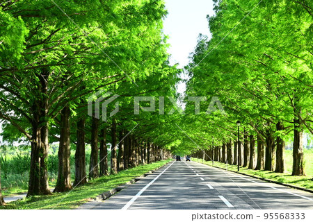 Tree-lined road with beautiful fresh greenery Tree-lined road with beautiful fresh greenery 95568333