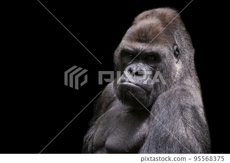 Adult male gorilla silverback on black background 95568375