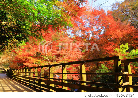 秋天的星田圓地徒步路線（大阪府片野市） 95568454