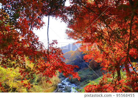 天野川的星田圓地之秋(大阪府片野市) 天野川的星田圓地之秋(大阪府片野市) 95568455