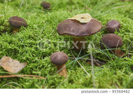 Beautiful family of porcini mushrooms in the autumn forest Beautiful family of porcini mushrooms in the autumn forest 95568482