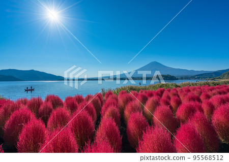 Mount Fuji and kochia in the morning sun, Kawaguchiko 95568512