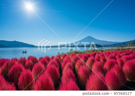 Mount Fuji and kochia in the morning sun, Kawaguchiko 95568527