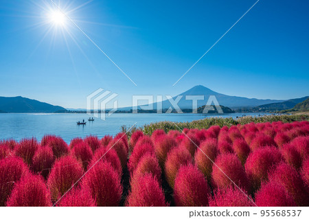 Mount Fuji and kochia in the morning sun, Kawaguchiko 95568537