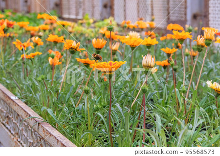 Flower nursery. Decorative potted plants are for sale. Small business. Flowers delivery. Flower nursery. Decorative potted plants are for sale. Small business. Flowers delivery. 95568573