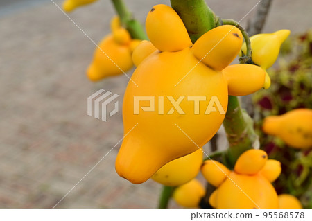 Foxface (Solanaceae) aka Fox eggplant Tsunonas Foxface (Solanaceae) aka Fox eggplant Tsunonas 95568578