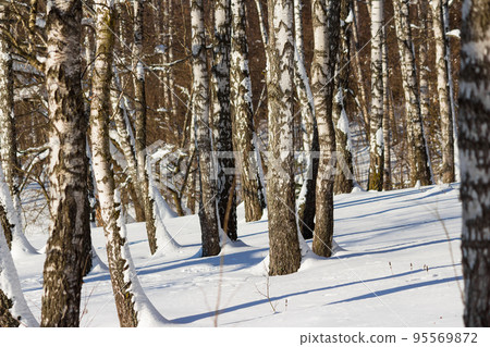 Snow-covered birch grove on a winter day Snow-covered birch grove on a winter day 95569872
