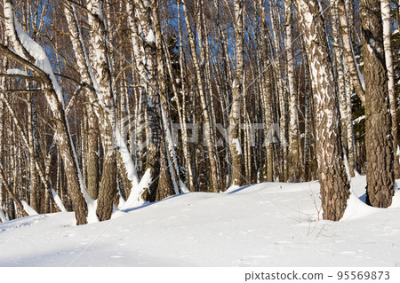 Snow-covered birch grove on a winter day Snow-covered birch grove on a winter day 95569873