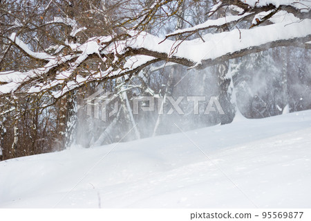 Snow blown off trees by strong winds in winter Snow blown off trees by strong winds in winter 95569877