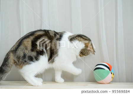 scottish tabby cat funny during play ball scottish tabby cat funny during play ball 95569884