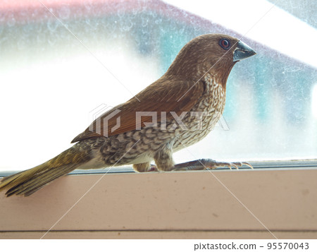 Bird at the glass window Bird at the glass window 95570043