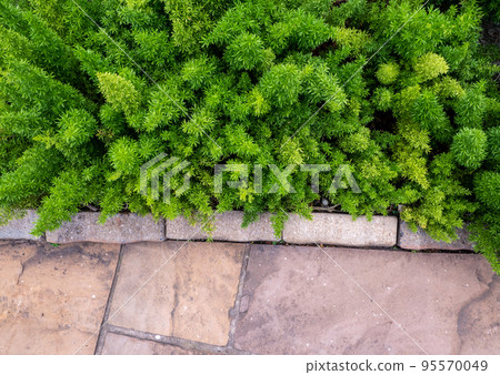 Asparagus Foxtail fern field beside the walkway 95570049